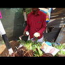 Das Innere der Kokosnuss der Schösslinge kann man essen